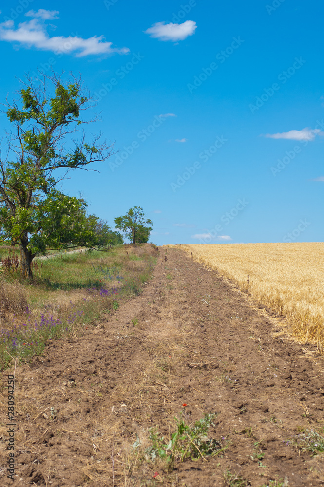 Fototapeta premium Edge of Wheat field