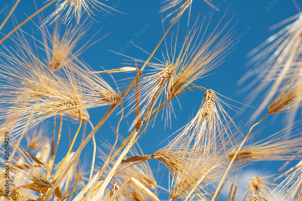 Abstract pattern of Wheat Ears