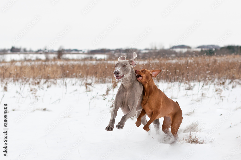 Two Dogs Playing in the Snow