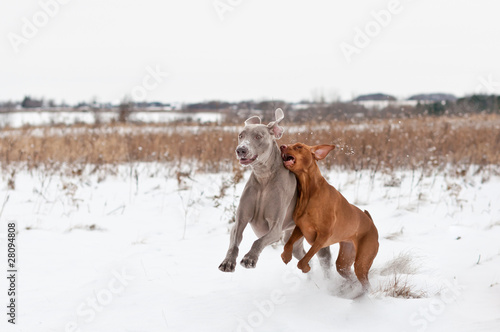 Two Dogs Playing in the Snow © brianguest