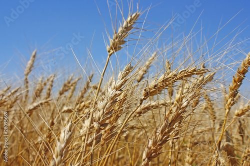 Field of gold wheat