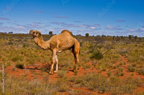 wild camel in the australian outback © Enrico Della Pietra
