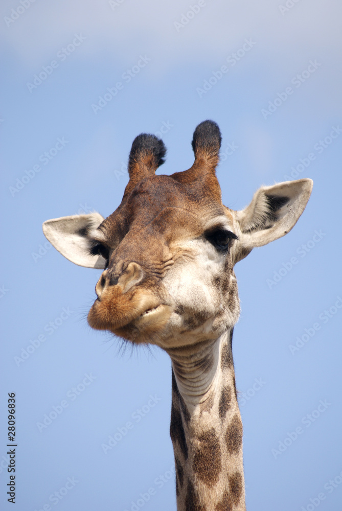 Obraz premium żyrafa