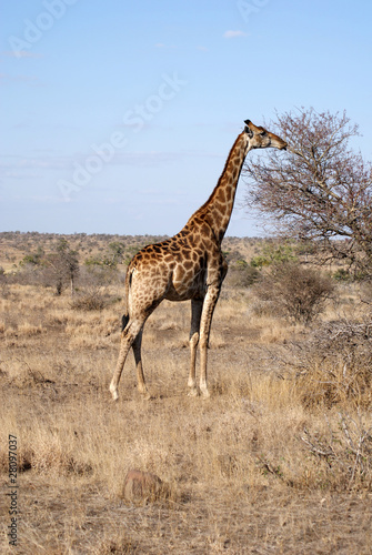 jirafa comiendo