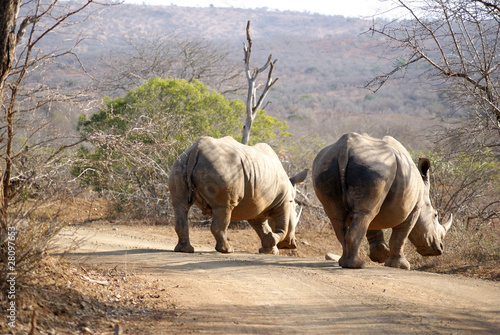Dos rinocerontes photo
