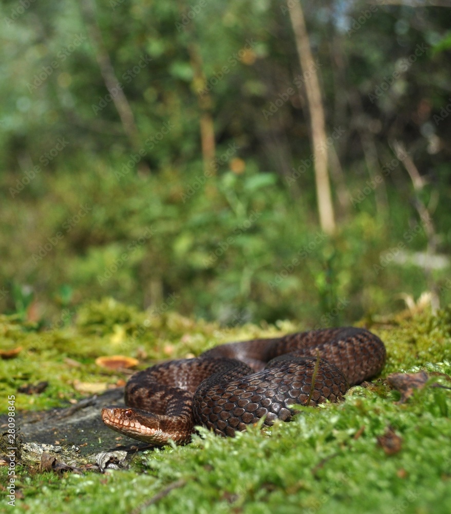 Obraz premium Kreuzotter, Vipera berus berus