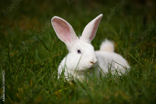 white rabbit on grass outdoor