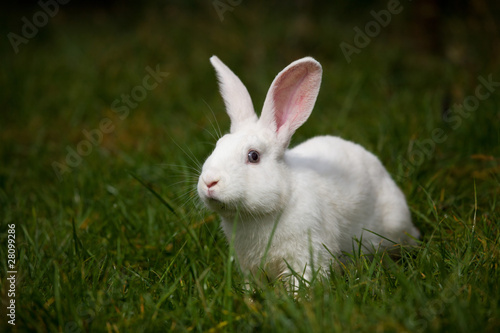 white rabbit on grass outdoor