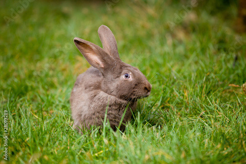 bunny on green grass