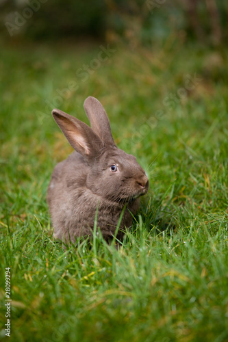bunny on green grass