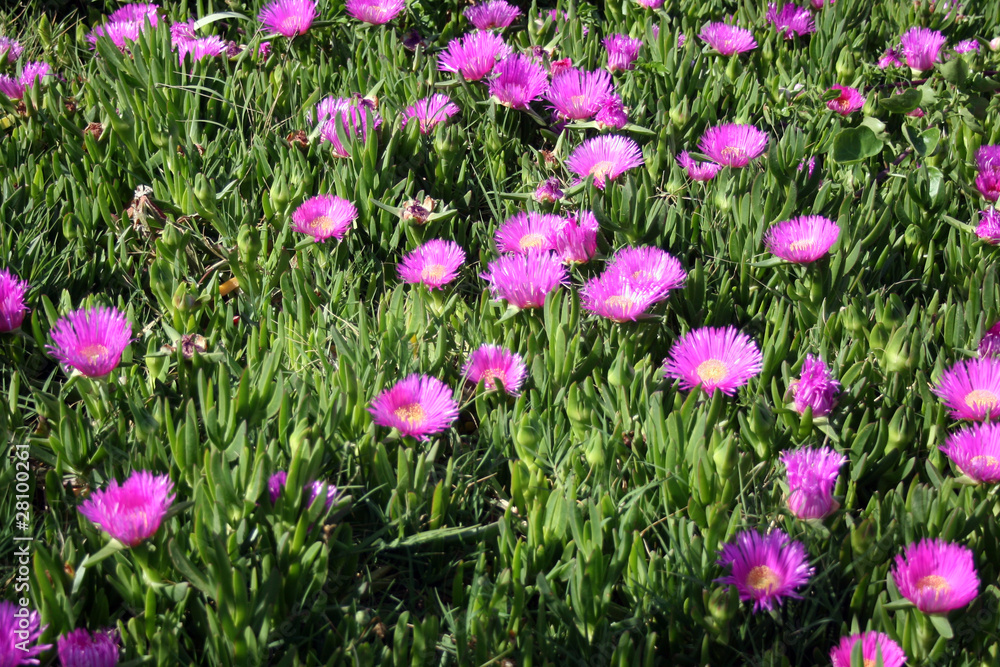 Naklejka premium Brilliant magenta-pink flowers (Hottentot Fig) - Crete