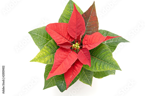 Poinsettia The Christmas Star Flower, isolated on white