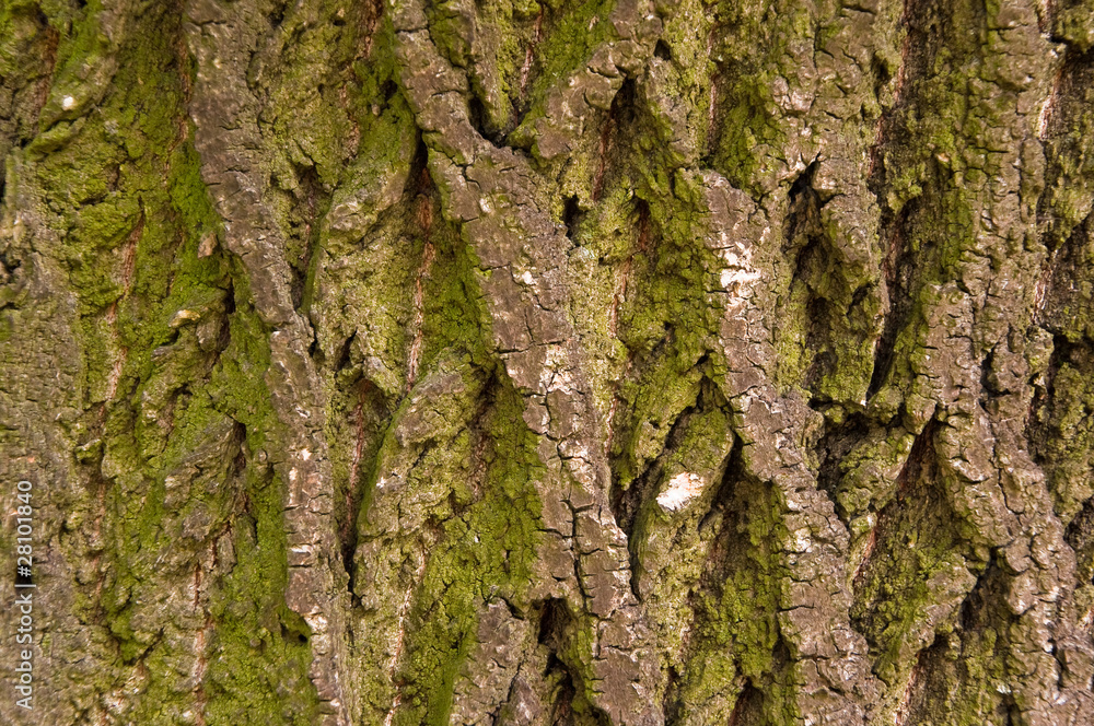 Baumrinde Baumrinde