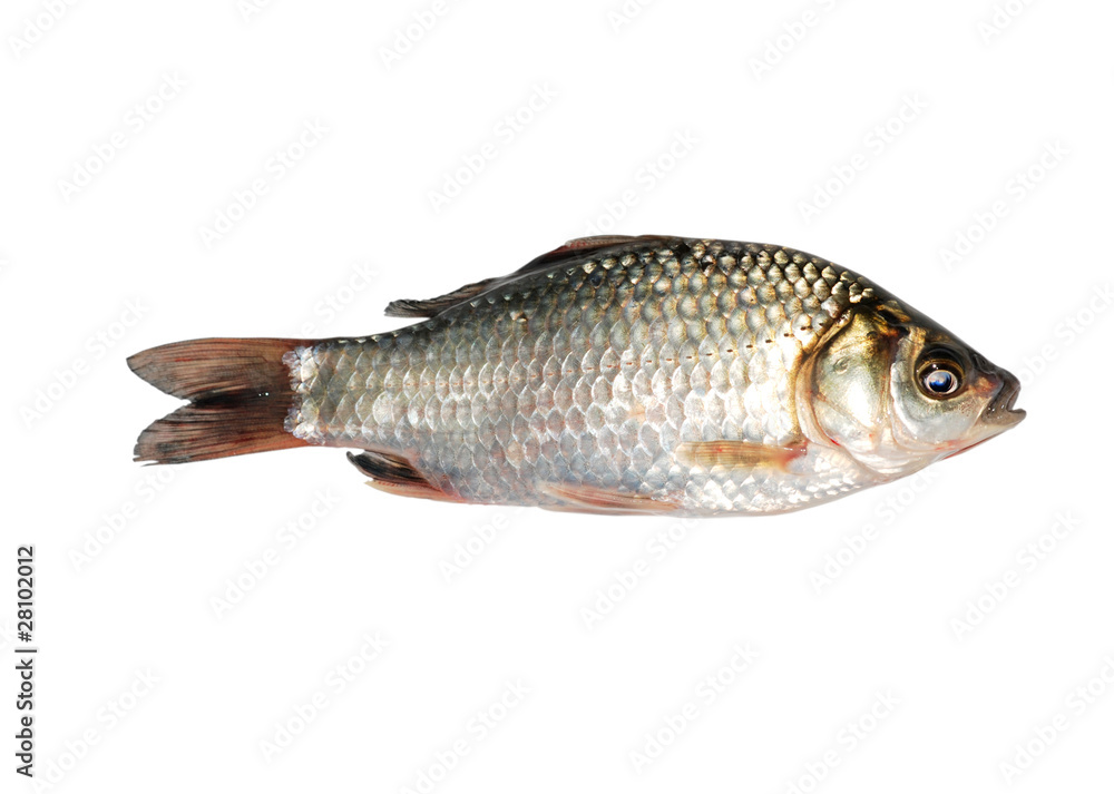 carp fish carp fish