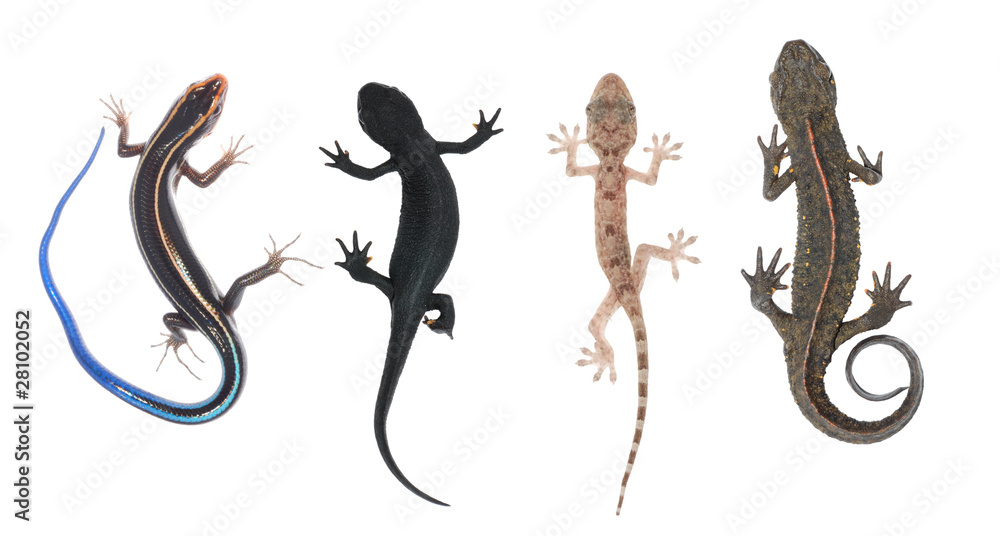 Obraz premium climb animal collection se