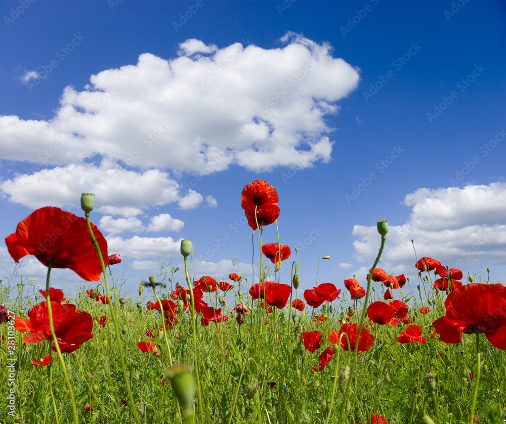 Obraz premium czerwony mak