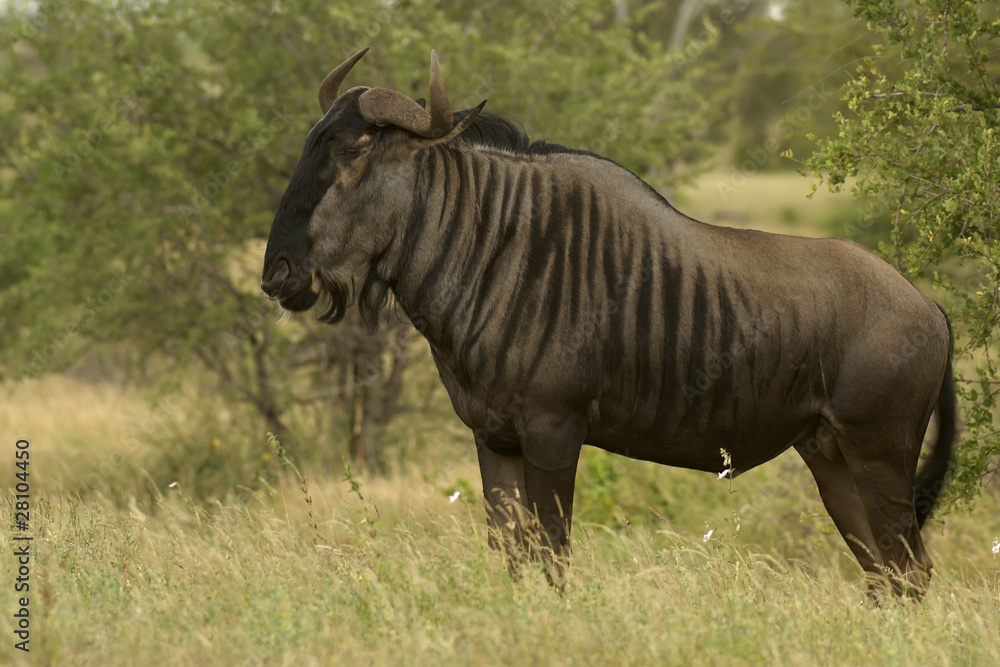 Blue Wildebeest on alert in the tall grass Blue Wildebeest on alert in the tall grass