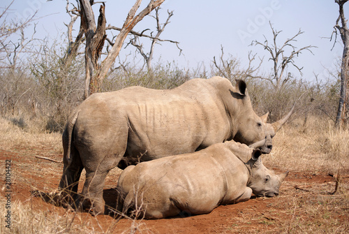 rinoceronte, madre y cría photo