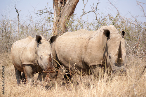familia de rinocerontes photo