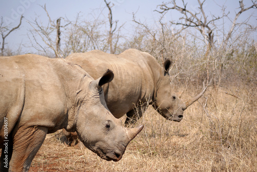 dos rinocerontes de perfil photo