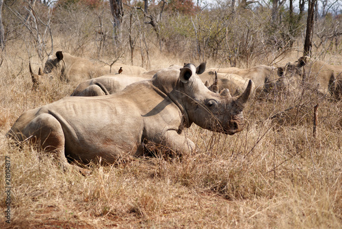 rinocerontes descansado photo