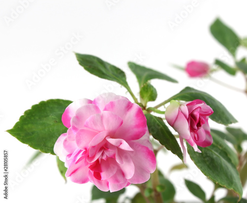 Blossom flower (Balsaminaceae). Shallow DOF.