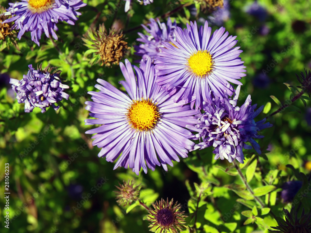 Fresh and withered daisy Fresh and withered daisy