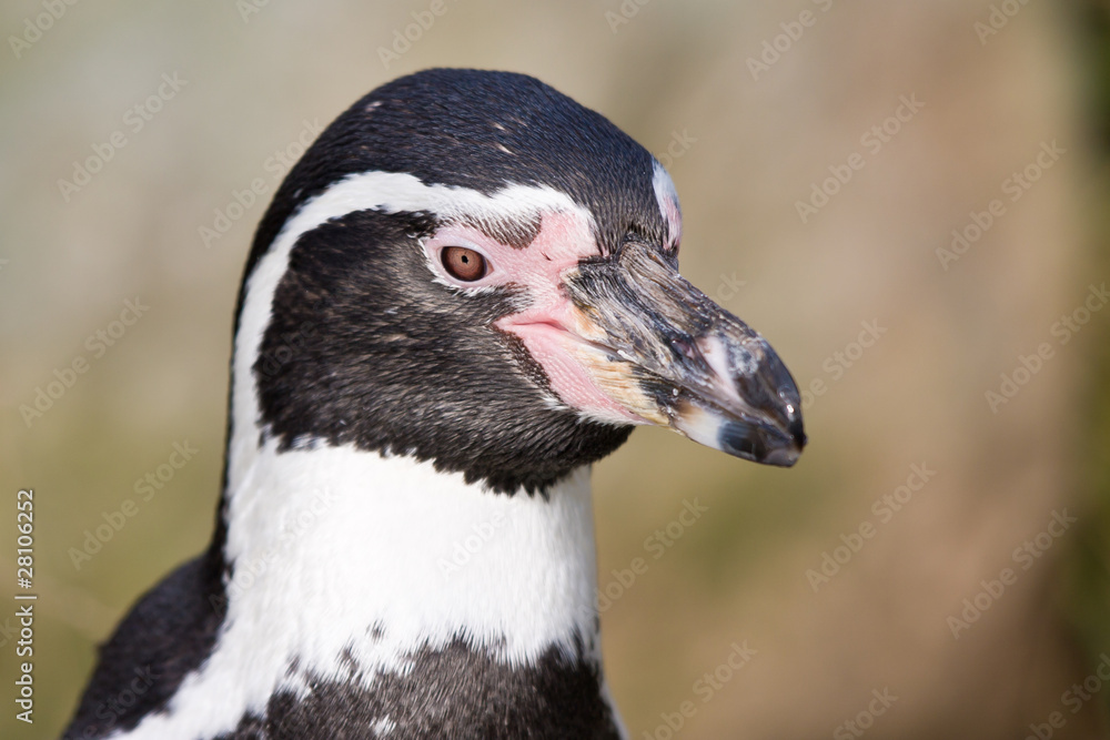 Naklejka premium Portrait of a Penguin in a Dutch zoo