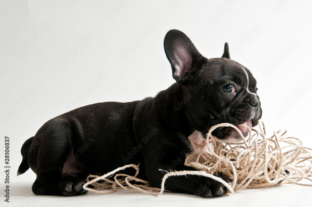 Französische Bulldogge, Welpe, Studioaufnahme