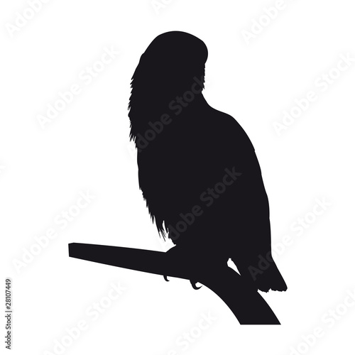 Silhouette oiseau