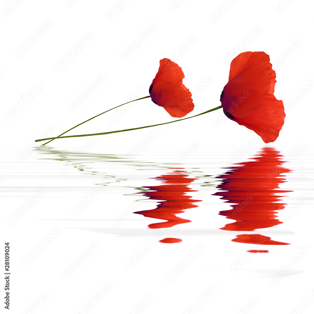 Naklejka premium Flood de coquelicot