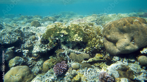 coral coast