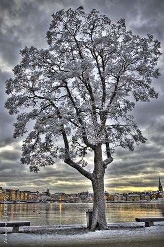 Frosty tree on a winter eve...