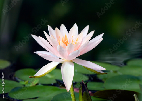 Pink water lily in habitat