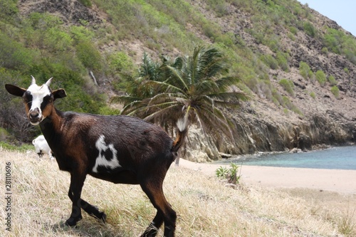 Guadeloupe - chèvre photo