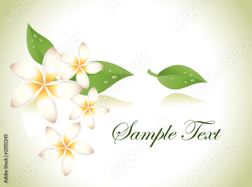 Vector frangipani