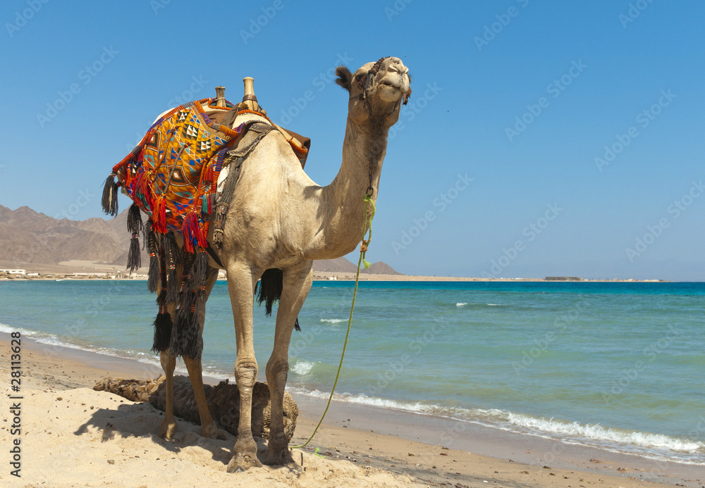 Egypt
