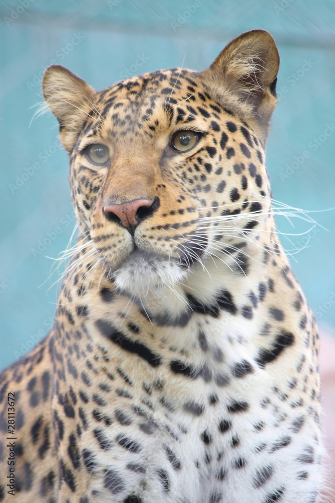 Naklejka premium Leopard Gazing