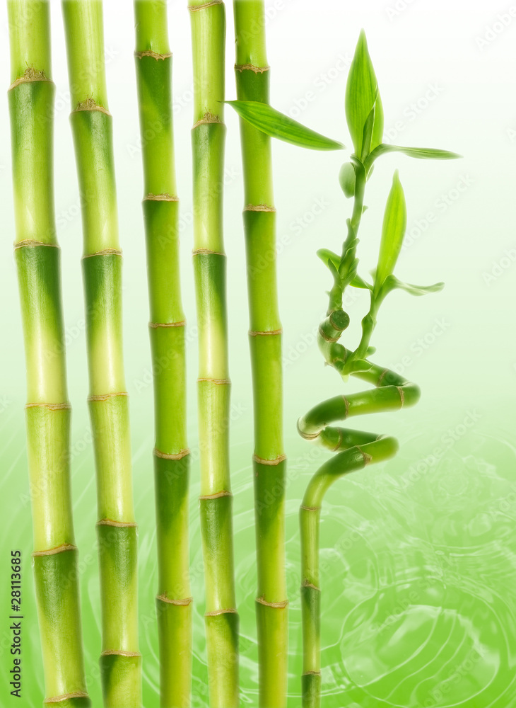 bamboo and water bamboo and water