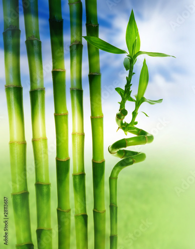 Fototapeta Naklejka Na Ścianę i Meble -  spring bamboo