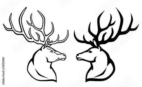 deer