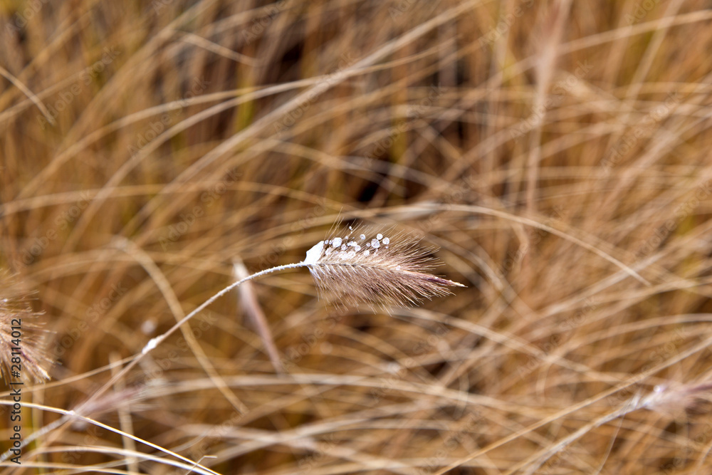 frozen pampa grass in wintertime