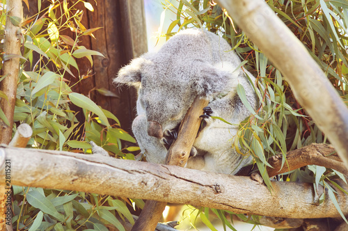 Sleeping koala photo