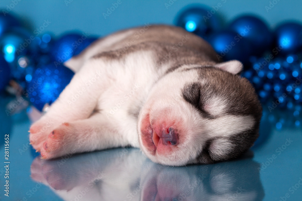 puppy puppy