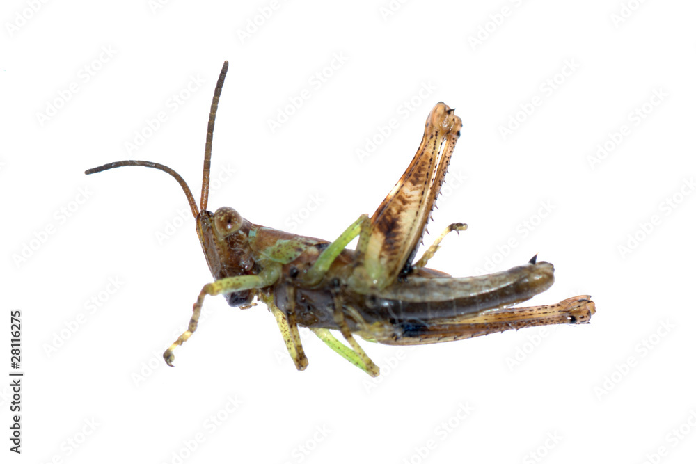 grasshopper isolated grasshopper isolated