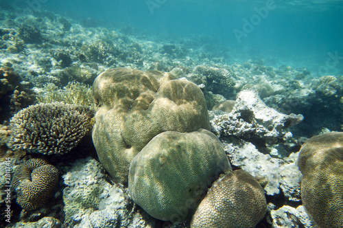 coral coast