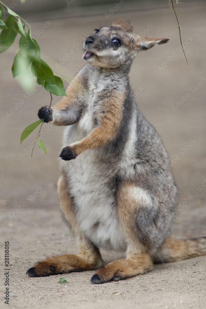 Fototapeta premium Tammar Wallaby