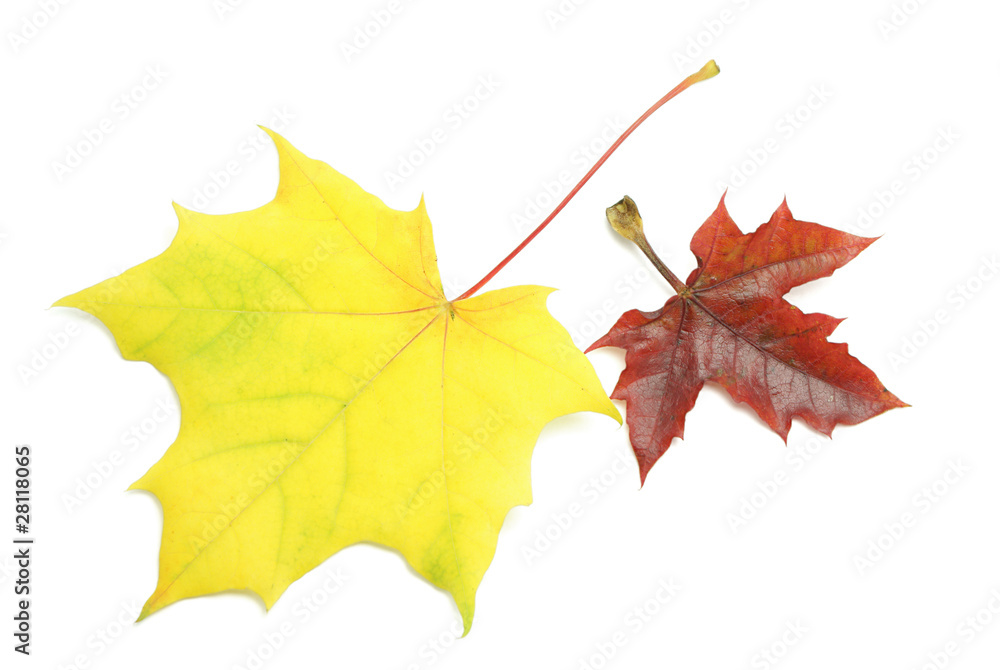 Obraz premium Maple leaves