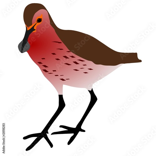 sandpiper