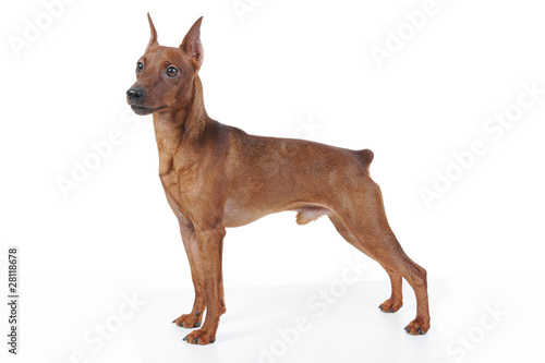 Miniature Pinscher.